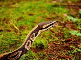 Python Dersleri: Başlangıç Kılavuzu