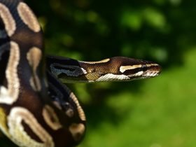 Python ile Ses ve Görüntü İşleme: Pratik Kullanımlar