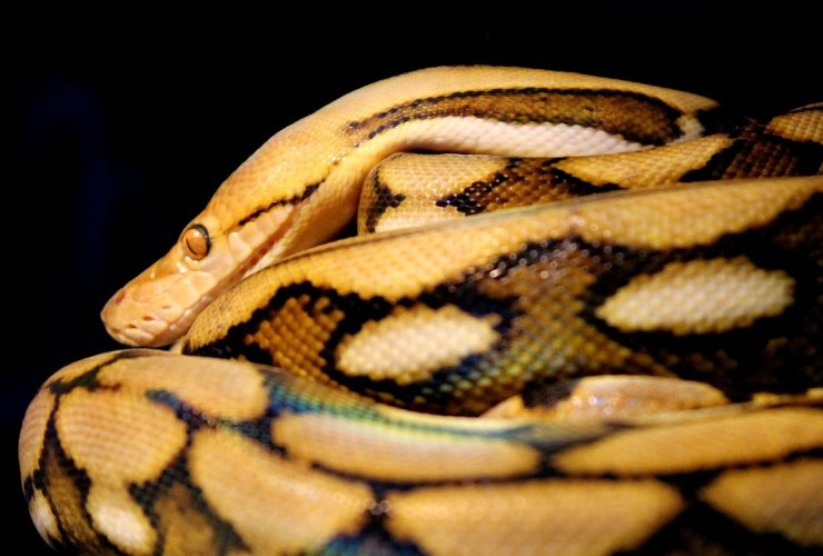 Python ile Veri Görselleştirme: İpuçları ve Püf Noktaları